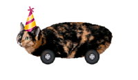 Party Cat.png